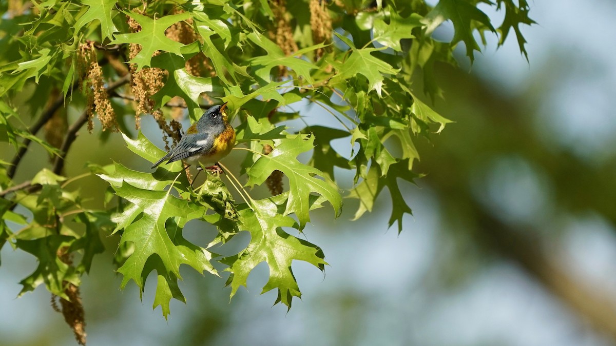 Northern Parula - Indira Thirkannad