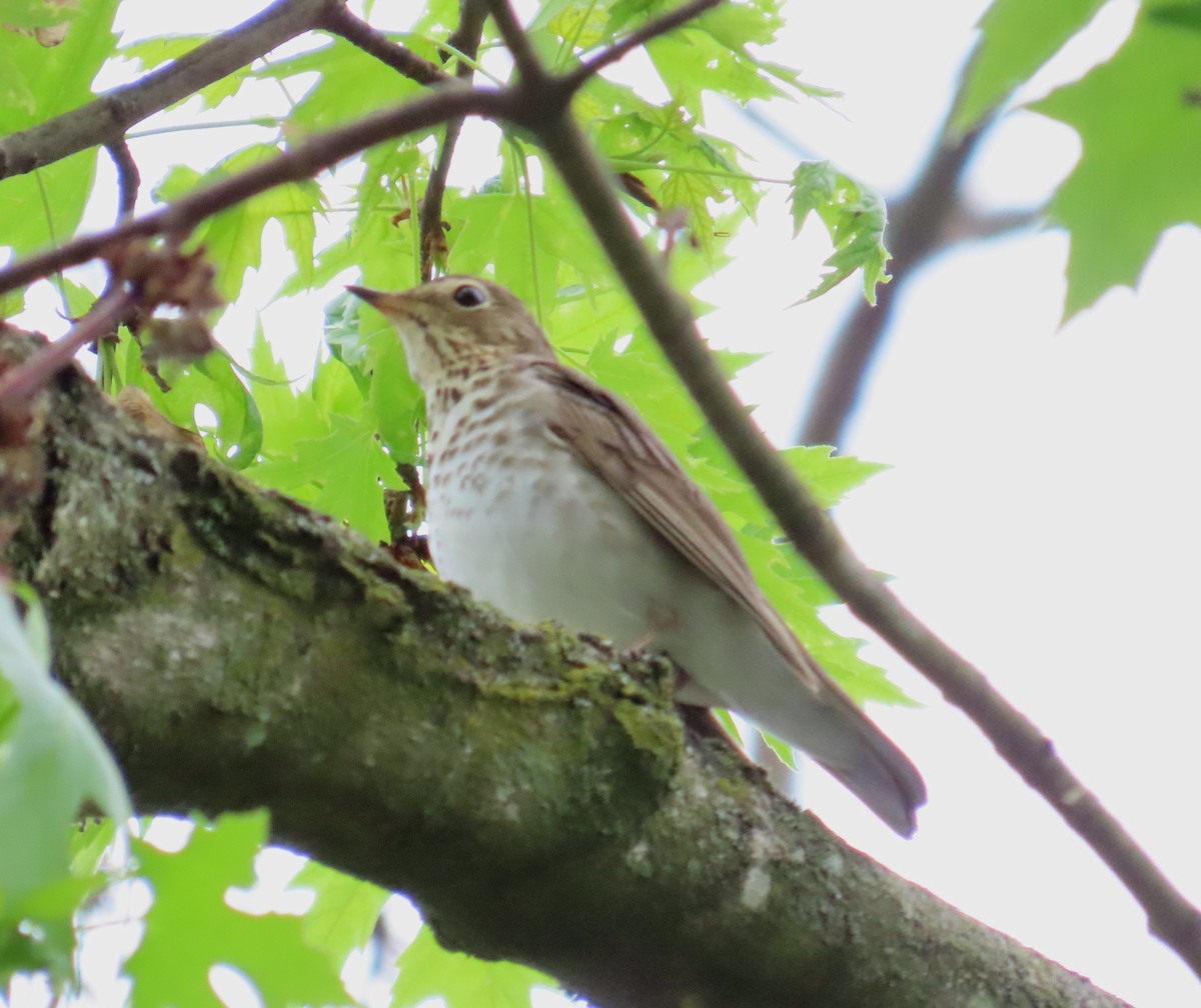 Swainson's Thrush - ML618456192