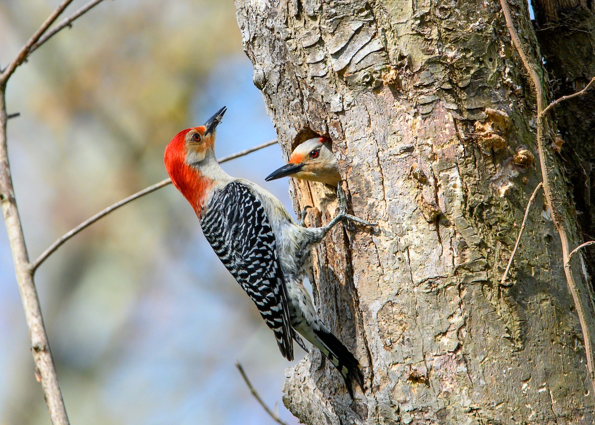 Red-bellied Woodpecker - Dennis Elder