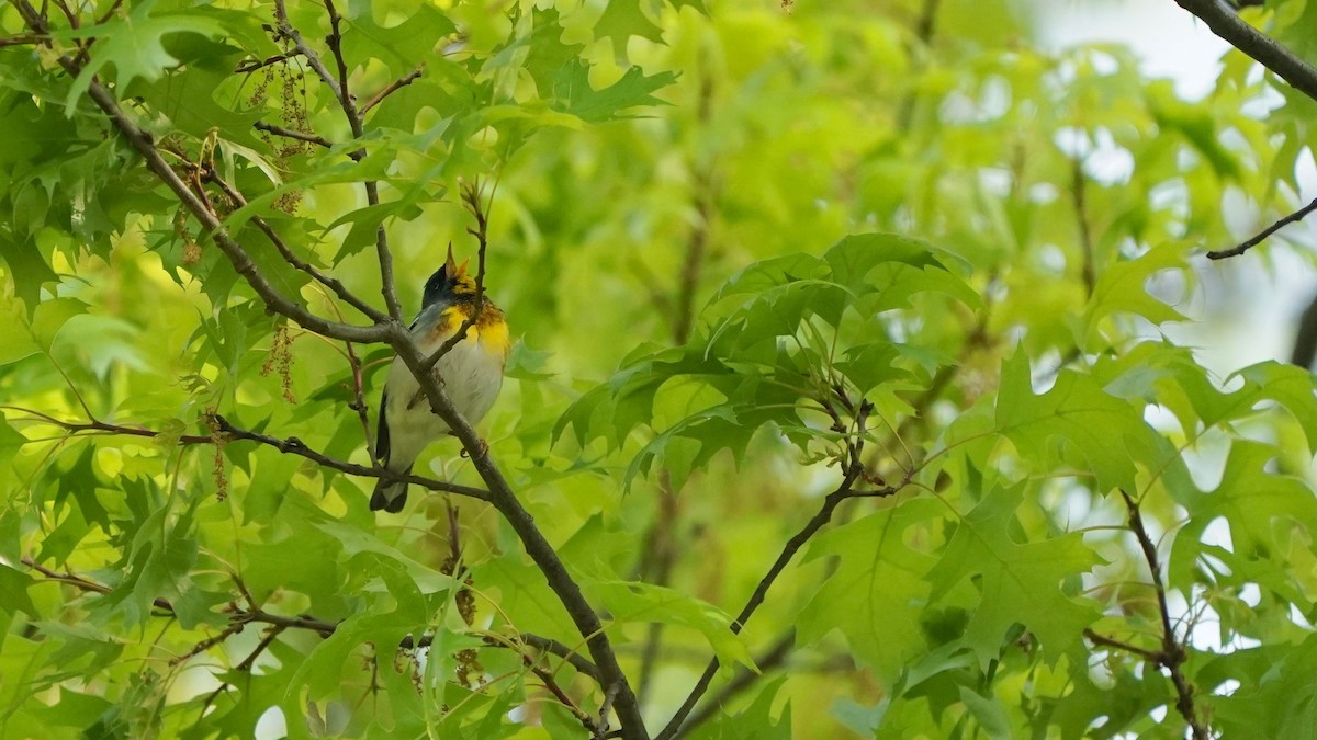 Northern Parula - ML618456197