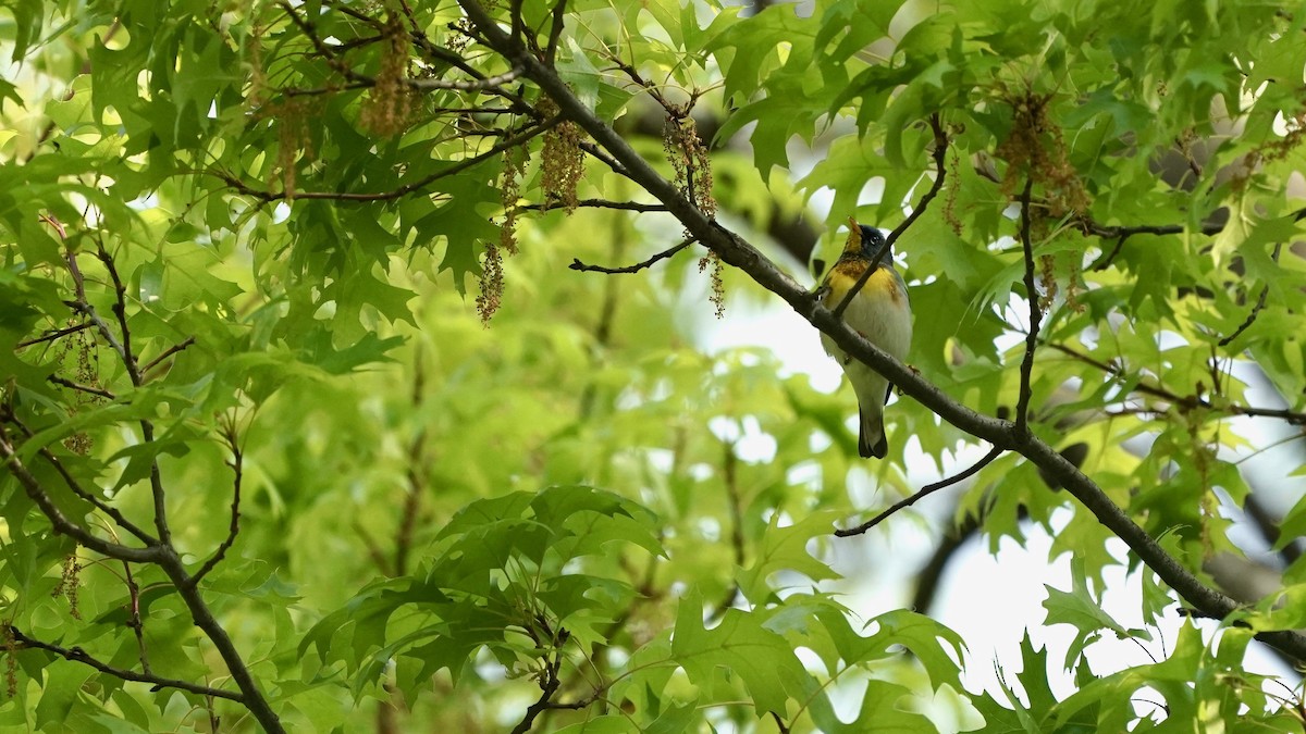 Northern Parula - ML618456199