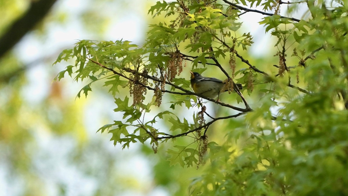 Northern Parula - ML618456207