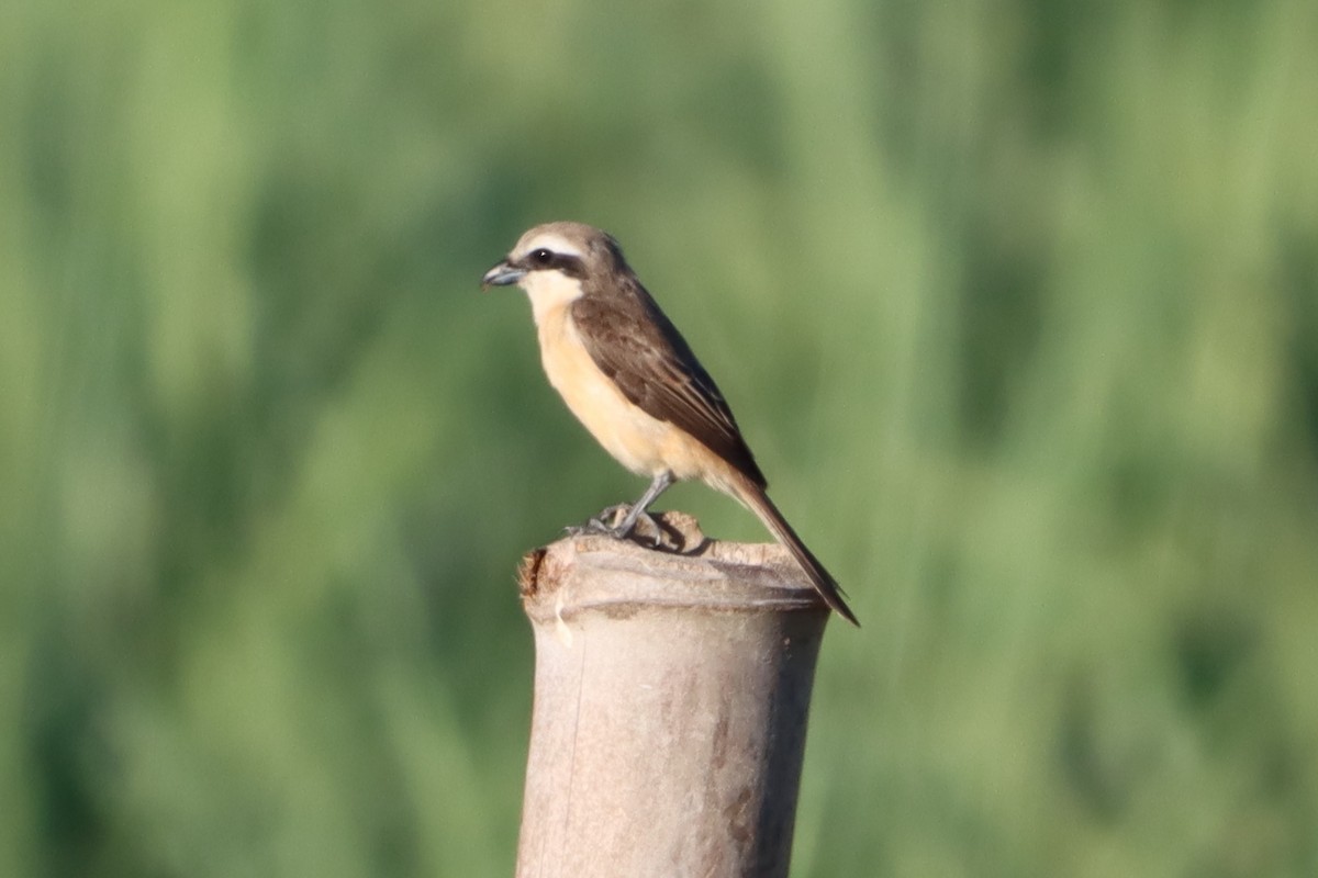 Brown Shrike (Philippine) - David Morrison