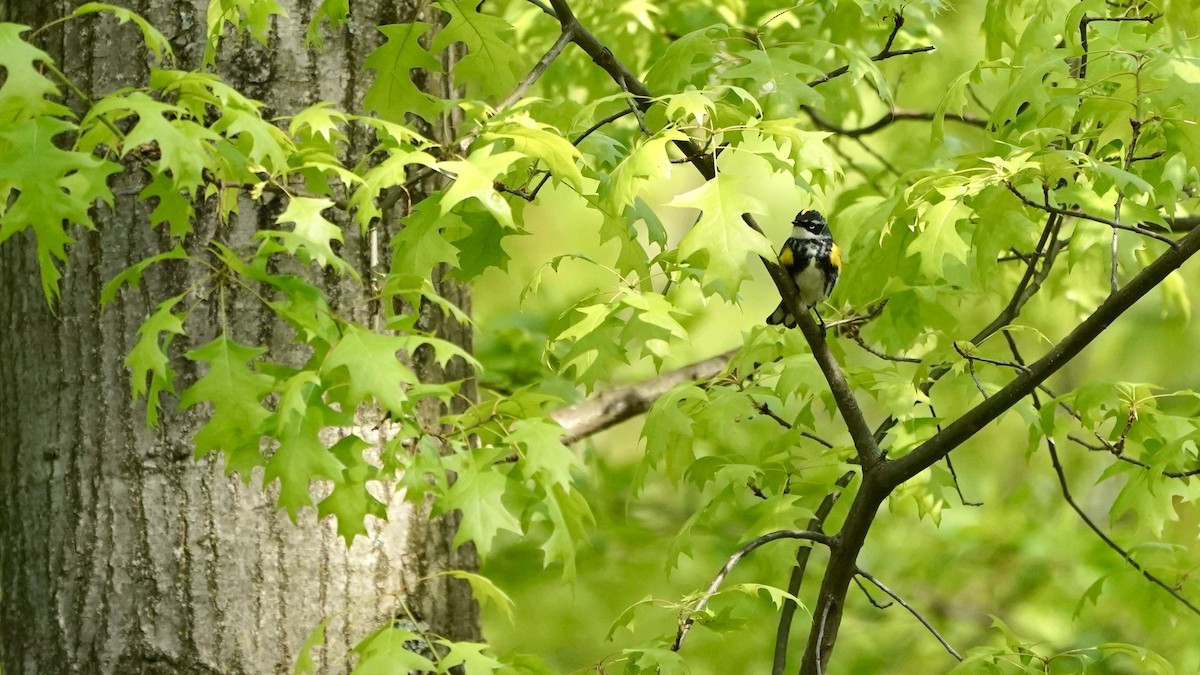 Yellow-rumped Warbler - ML618456211