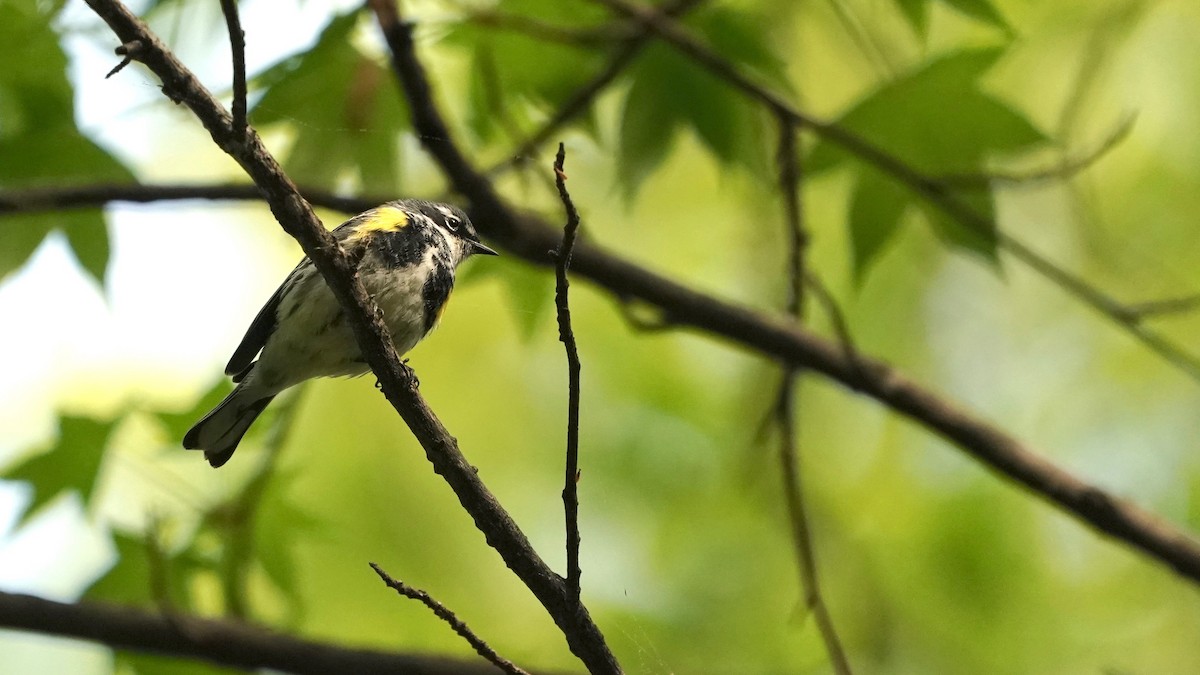Yellow-rumped Warbler - Indira Thirkannad