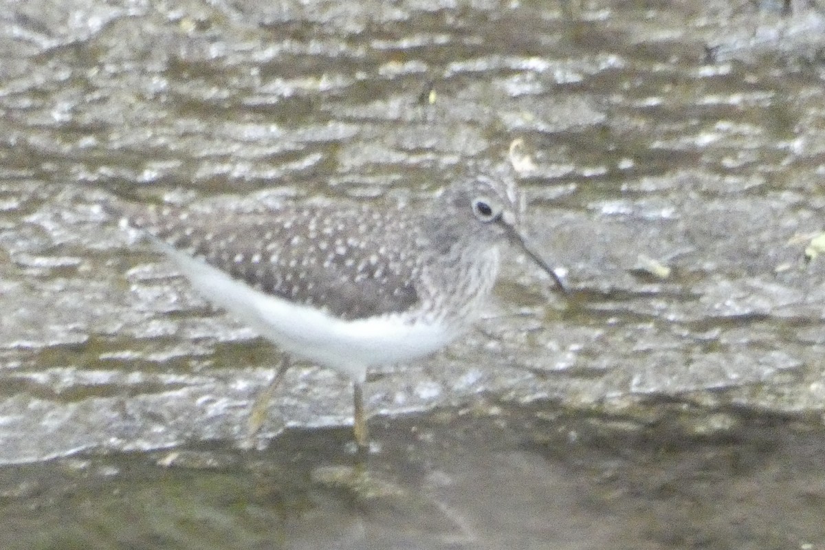 Solitary Sandpiper - ML618456226