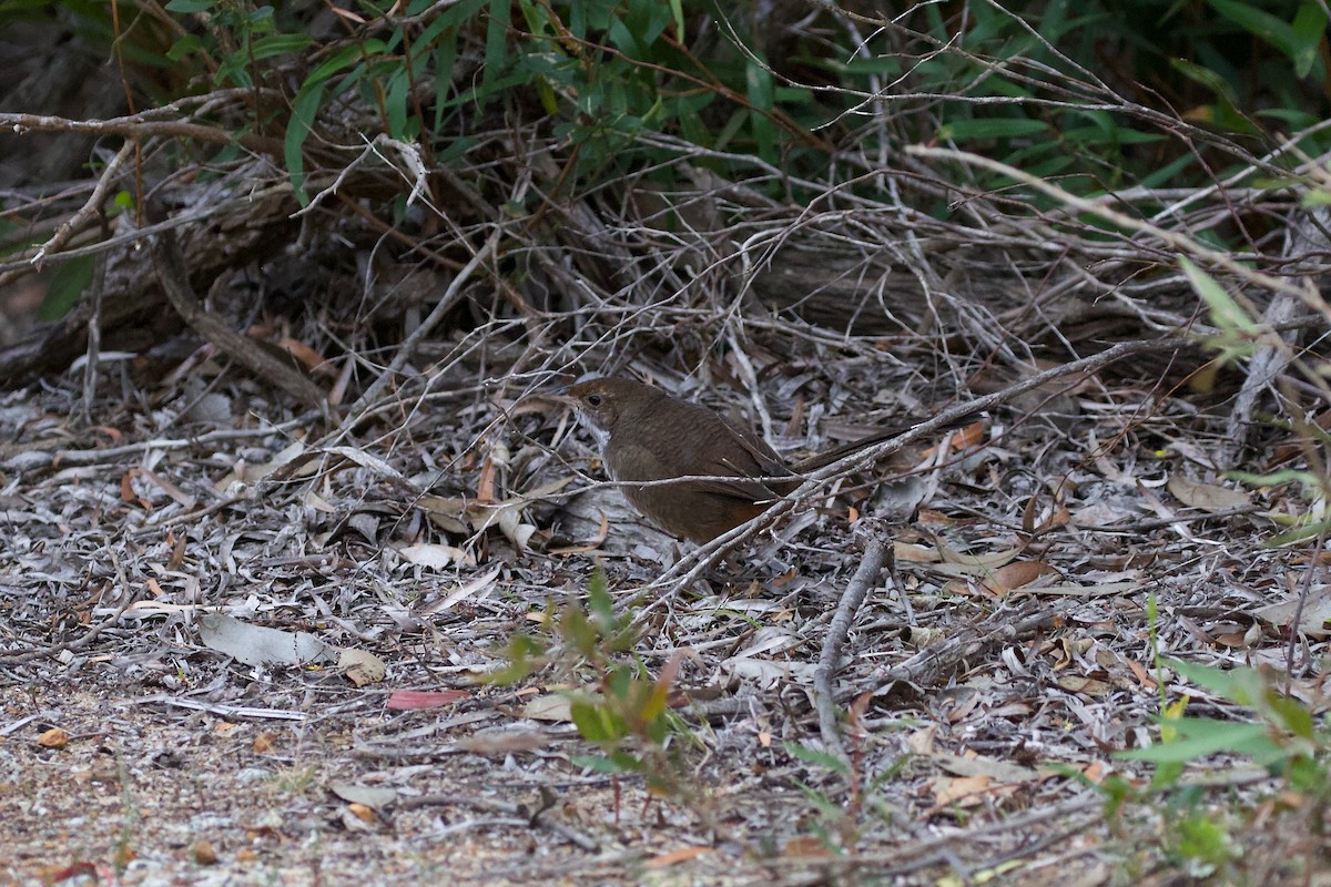 Lärmdickichtvogel - ML618456241