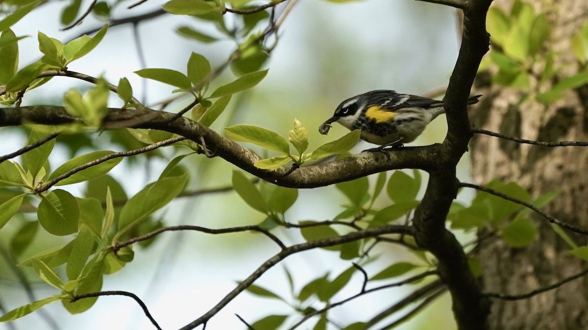 Yellow-rumped Warbler - ML618456250