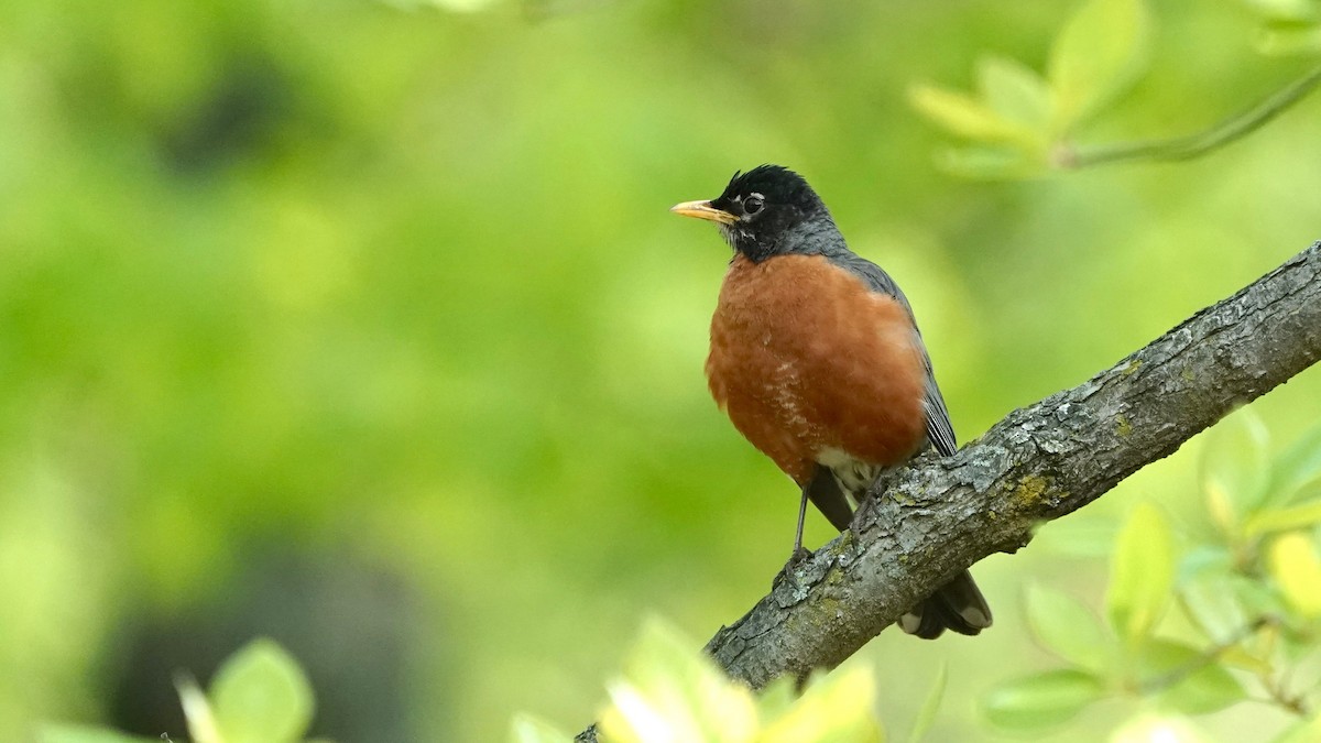 American Robin - Indira Thirkannad