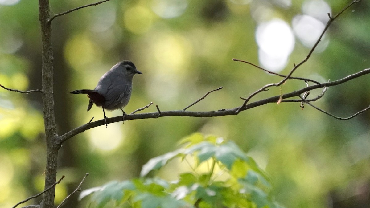 Gray Catbird - ML618456276