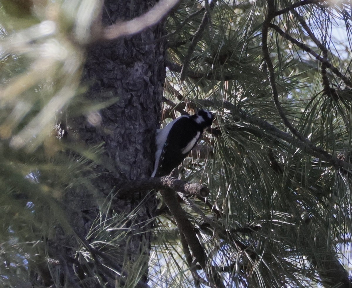 Hairy Woodpecker - Brian Kaufman