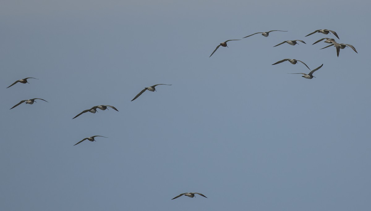 Whimbrel - Francisco Pires