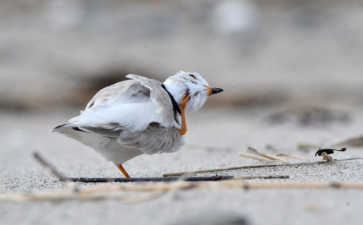 Piping Plover - Stéphane Barrette