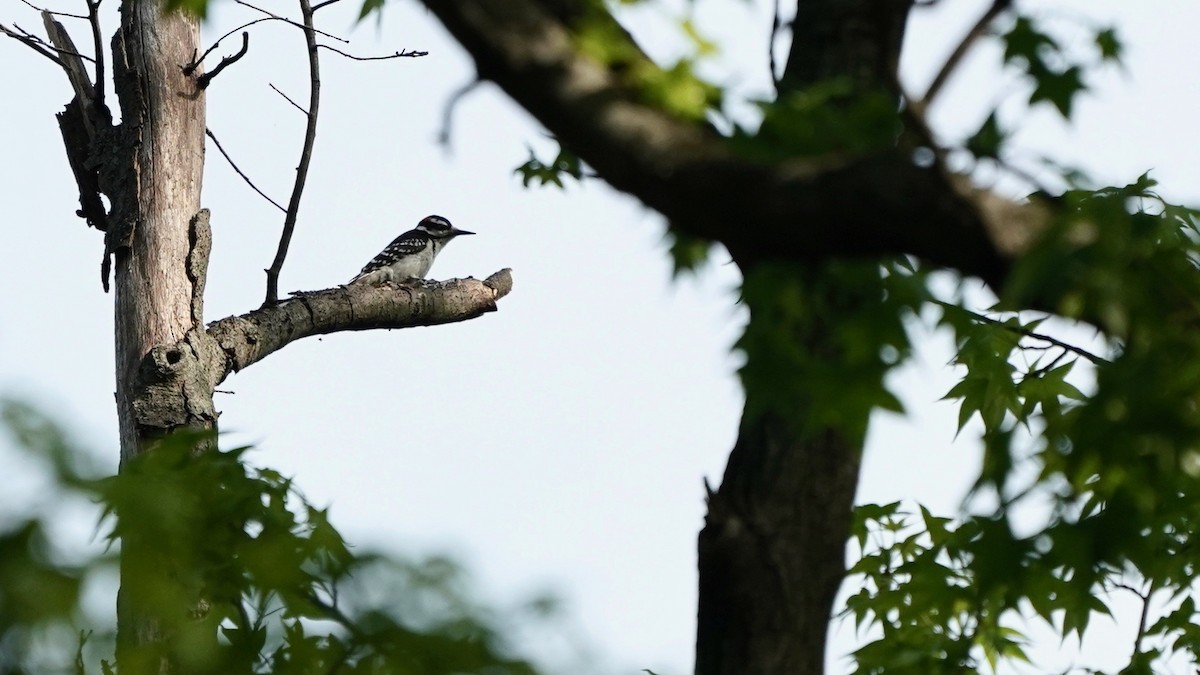 Hairy Woodpecker - ML618456303