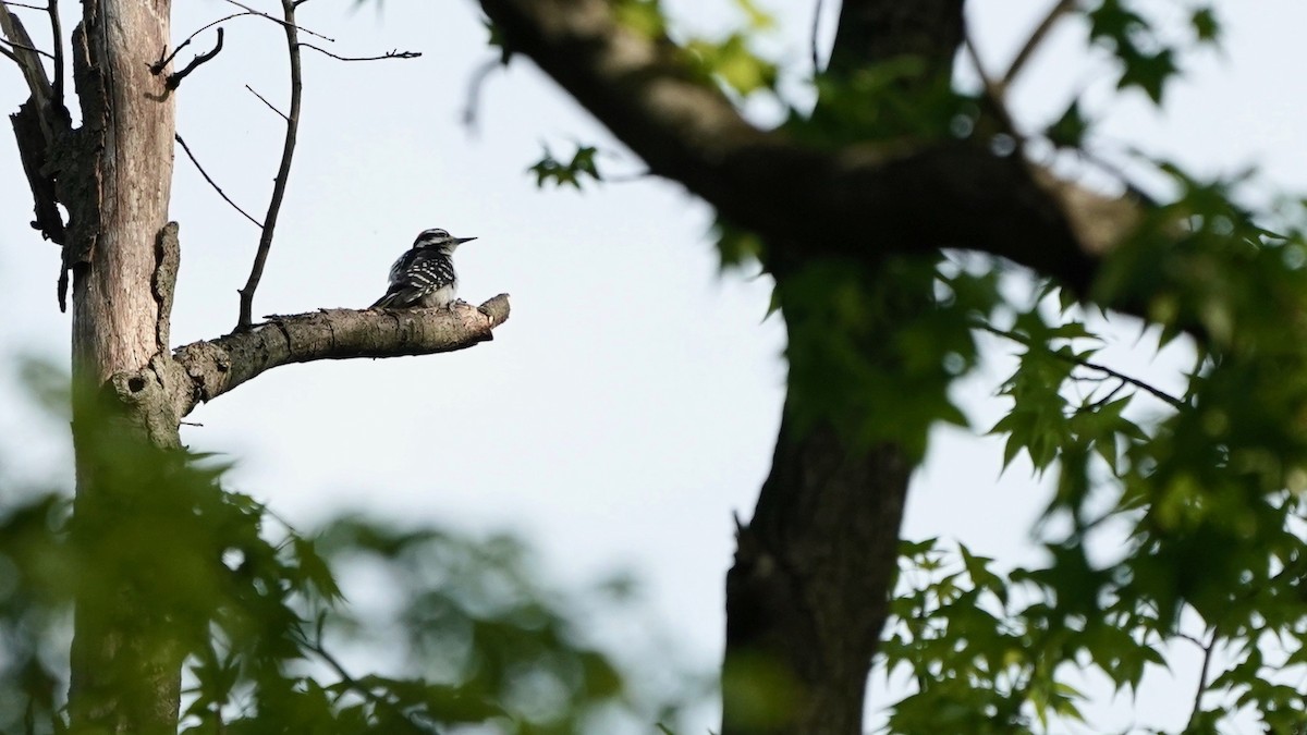 Hairy Woodpecker - Indira Thirkannad