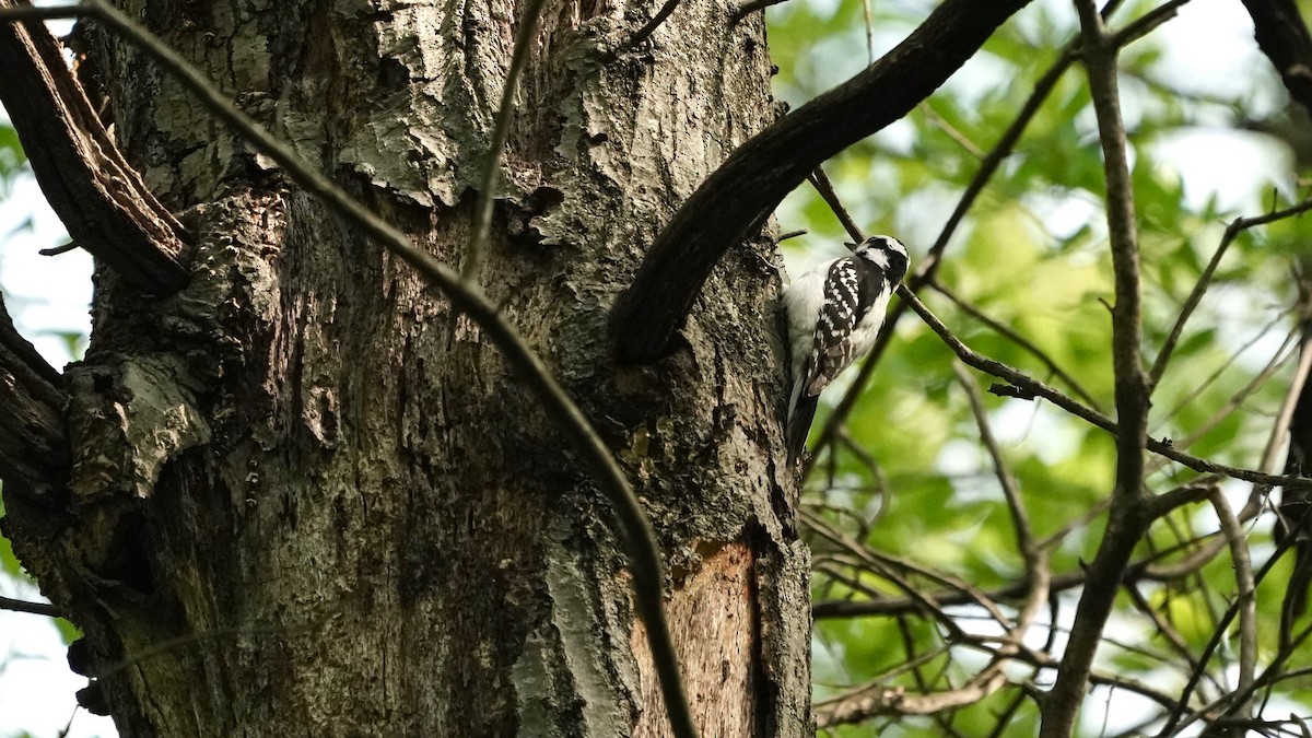 Hairy Woodpecker - Indira Thirkannad