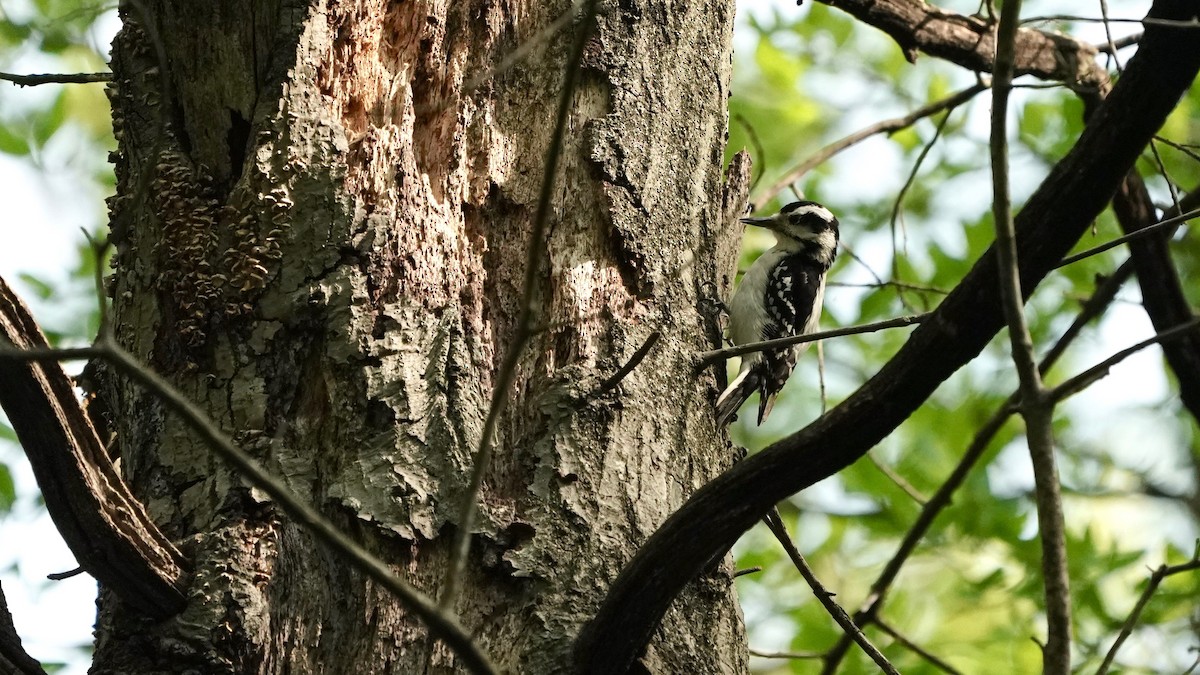 Hairy Woodpecker - ML618456315