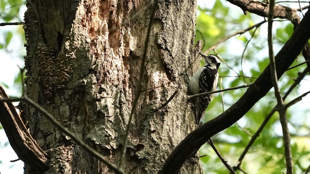 Hairy Woodpecker - ML618456319