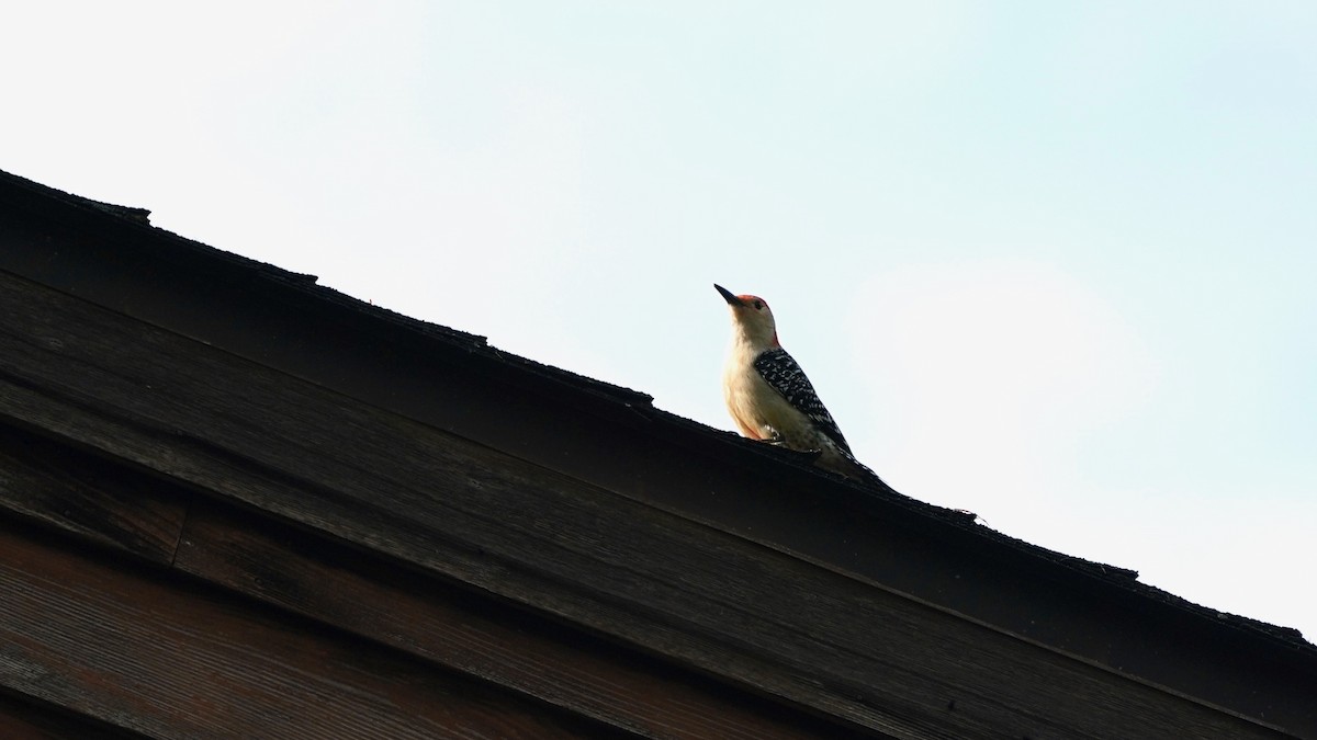 Red-bellied Woodpecker - ML618456340