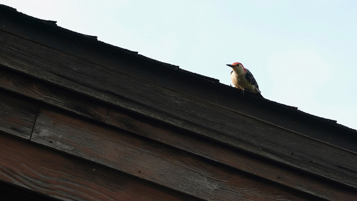 Red-bellied Woodpecker - ML618456343