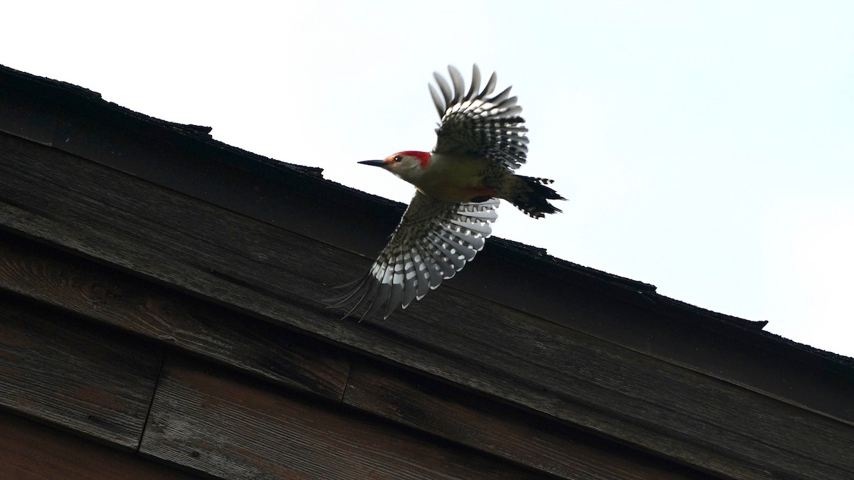 Red-bellied Woodpecker - ML618456354