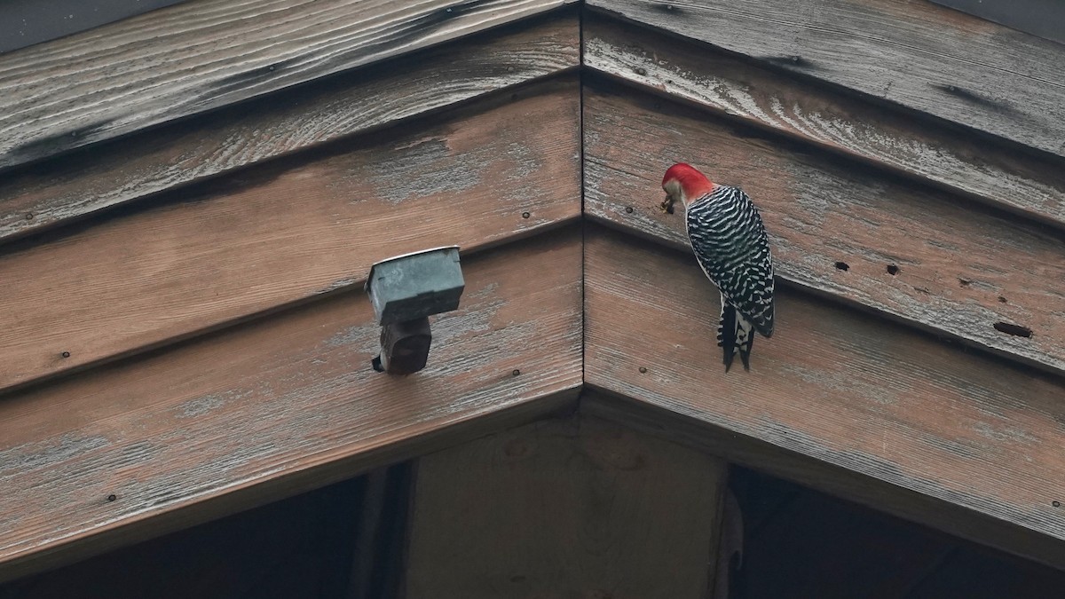 Red-bellied Woodpecker - ML618456359