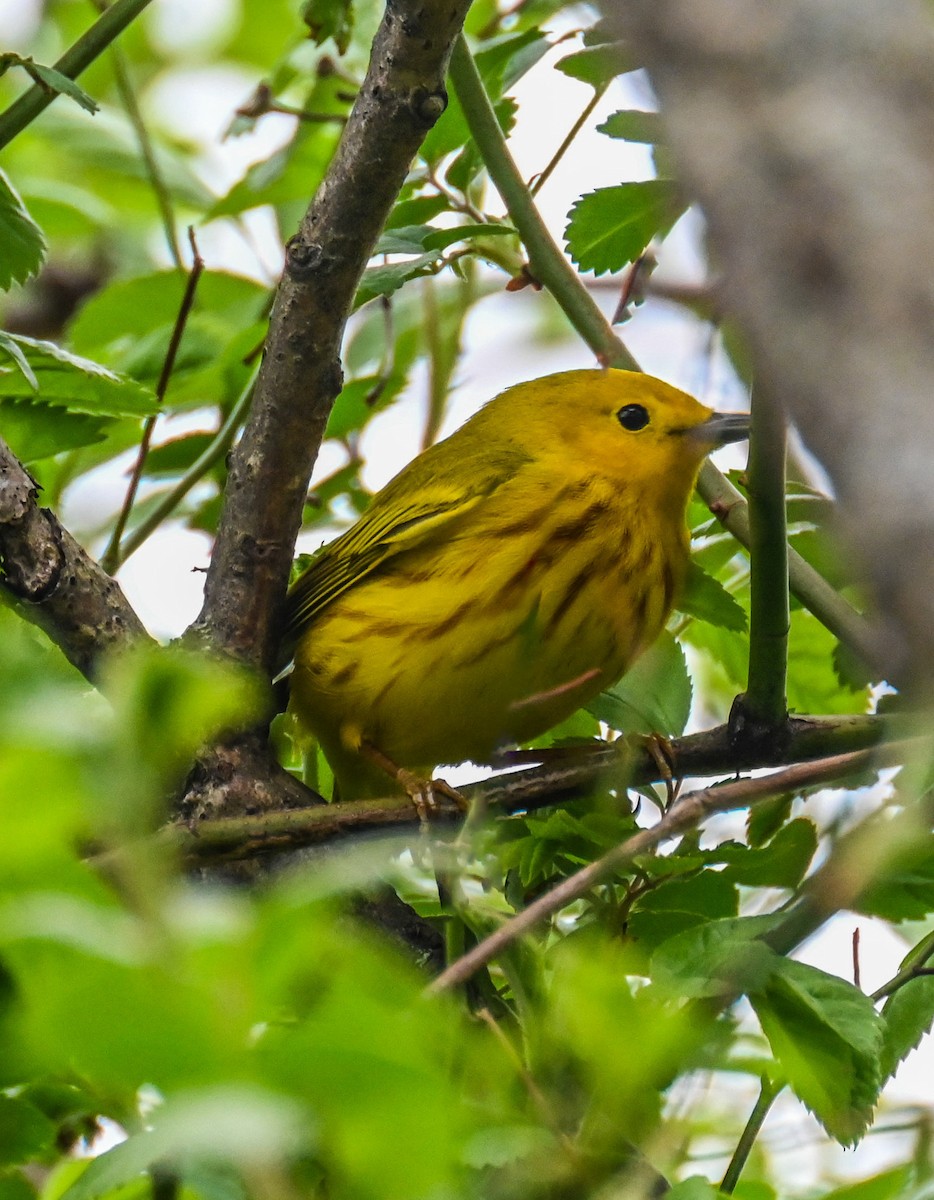 Yellow Warbler - Jackie Baldwin