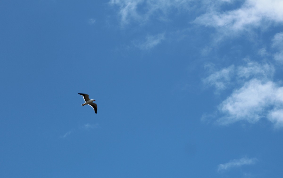 Pacific Gull - Max Cornejo Rodriguez