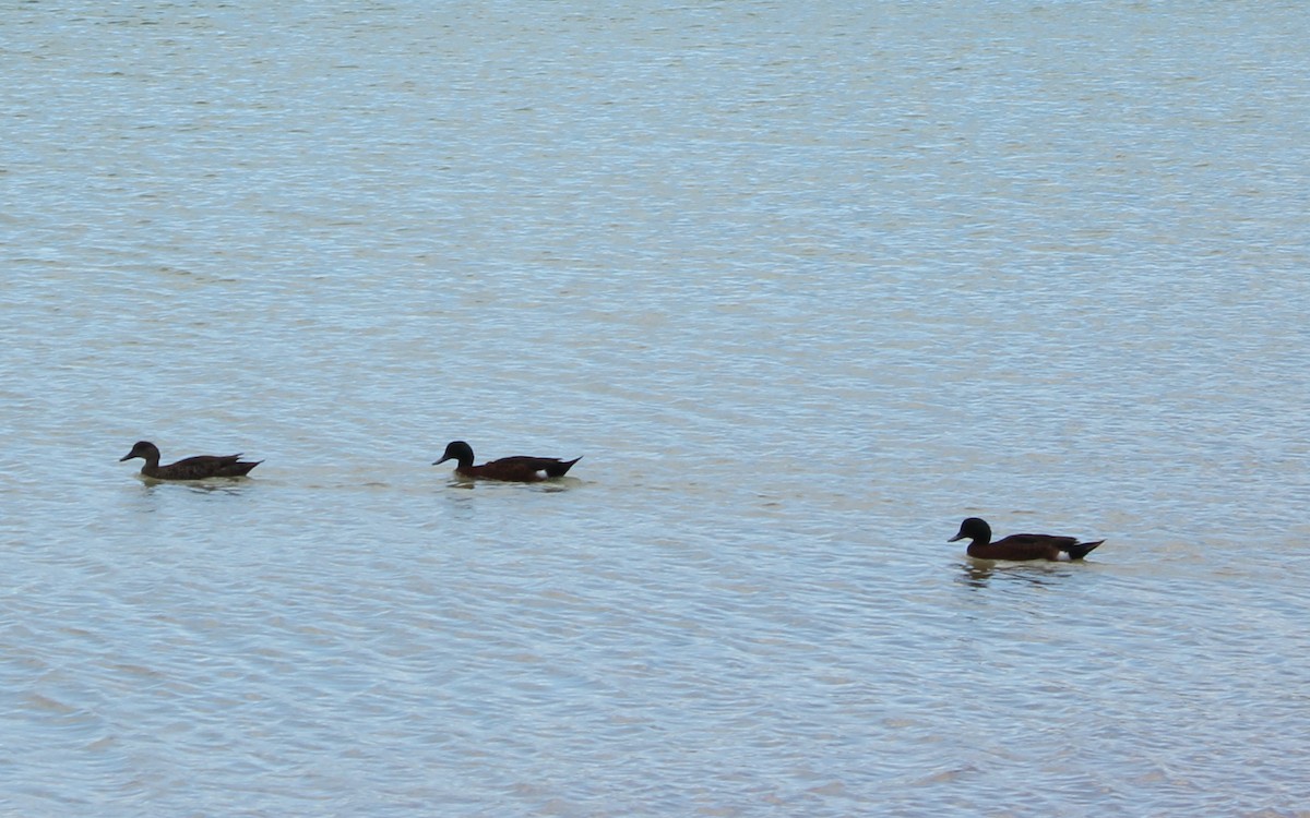 Chestnut Teal - Max Cornejo Rodriguez