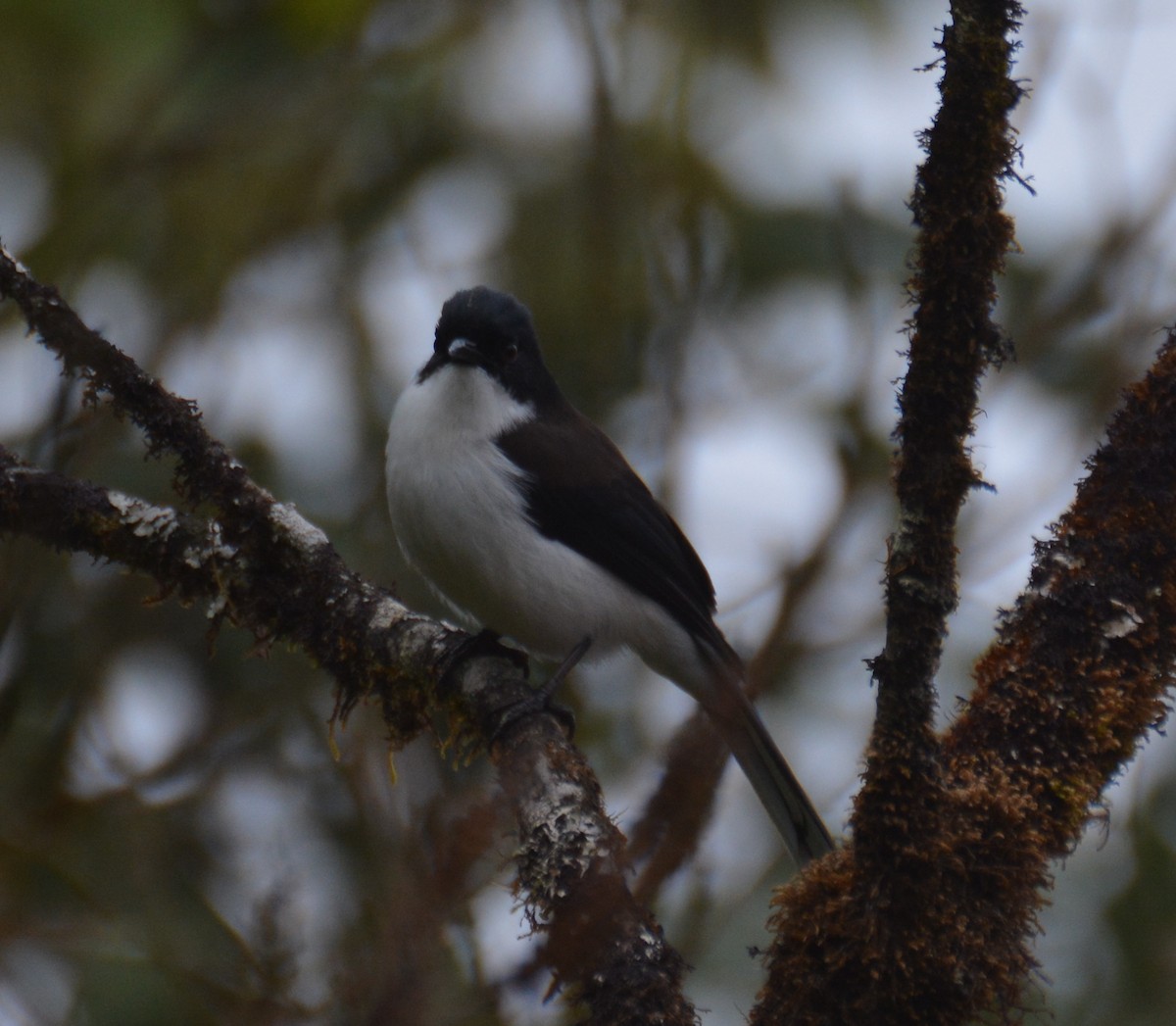 Black-backed Sibia - ML618456465