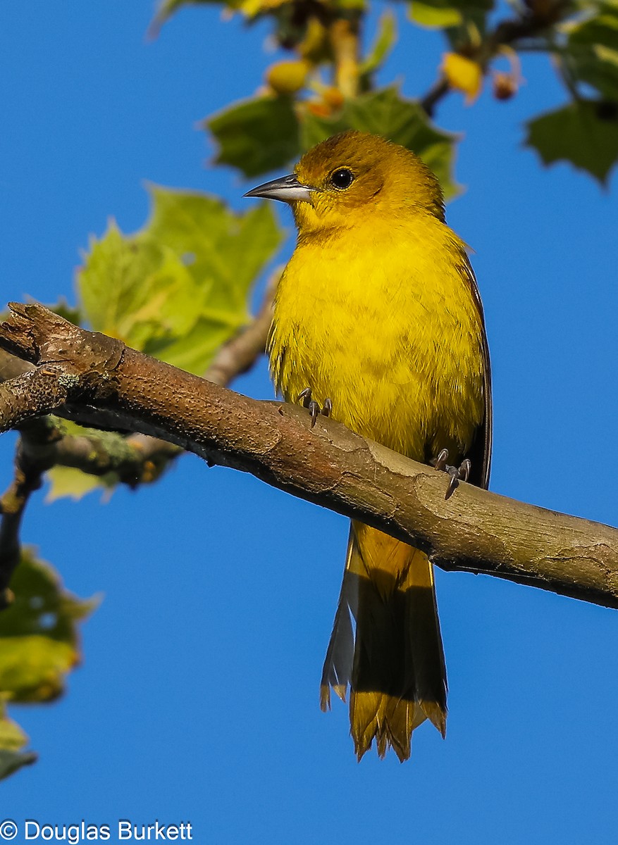 Orchard Oriole - Douglas Burkett