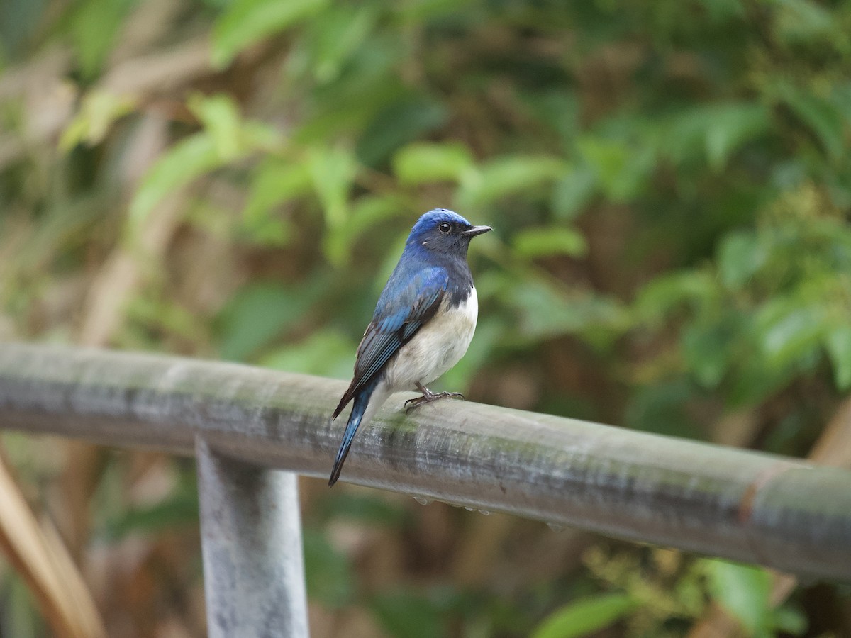 Blue-and-white Flycatcher - ML618456511