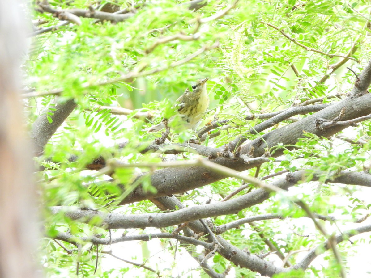 Blackpoll Warbler - Francisco Contreras @francontreras.80