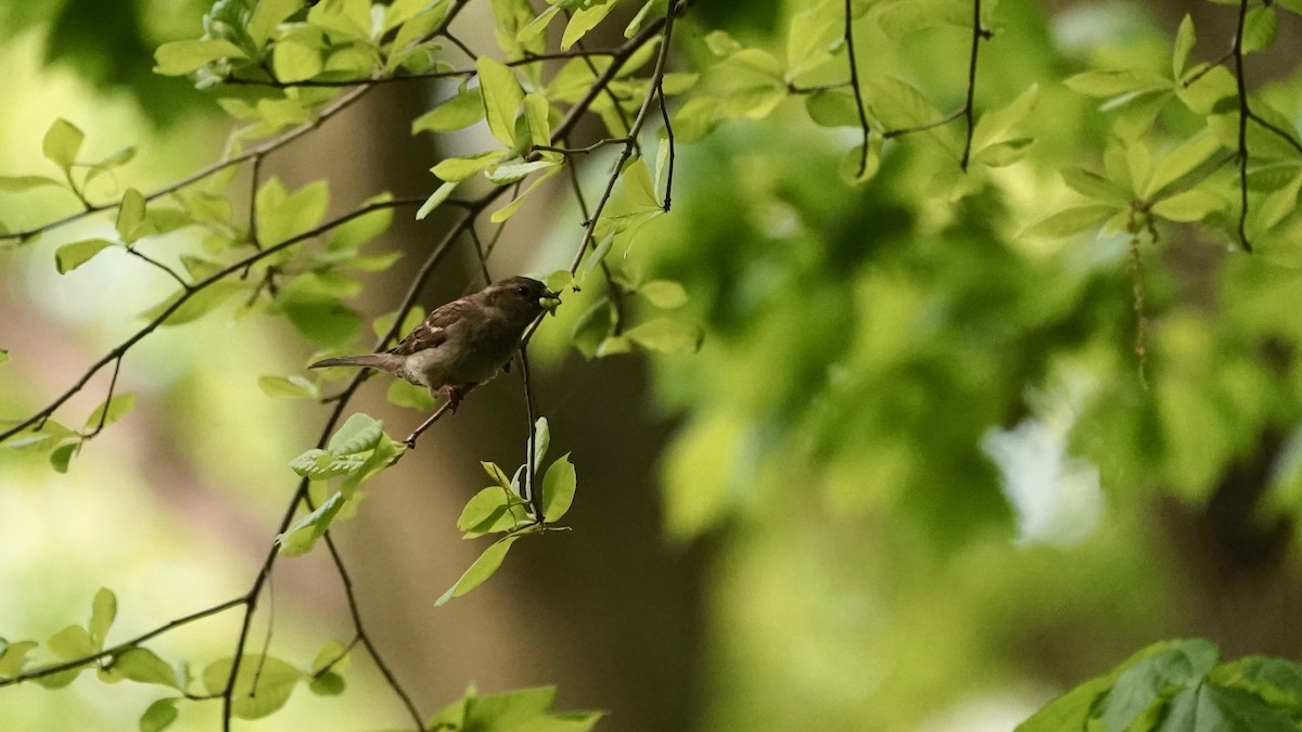 House Sparrow - ML618456526