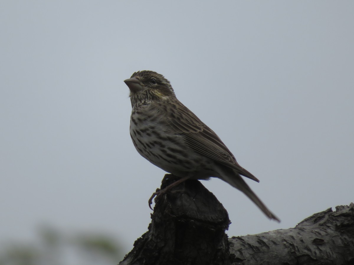 Cassin's Finch - ML618456530