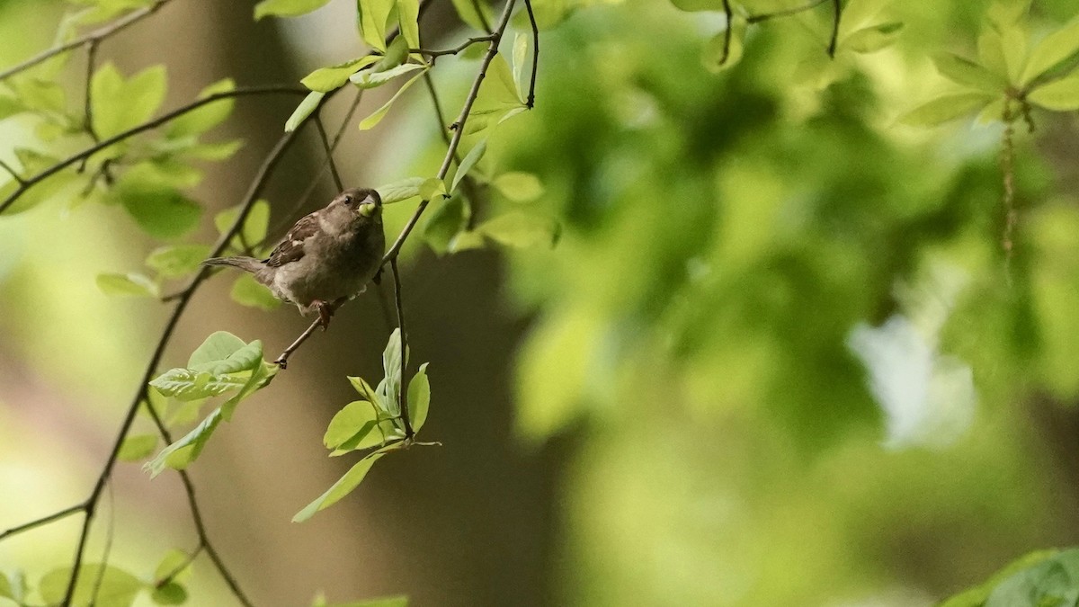 House Sparrow - ML618456531