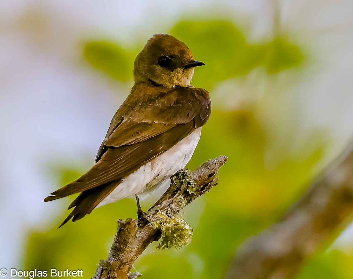 Northern Rough-winged Swallow - ML618456546