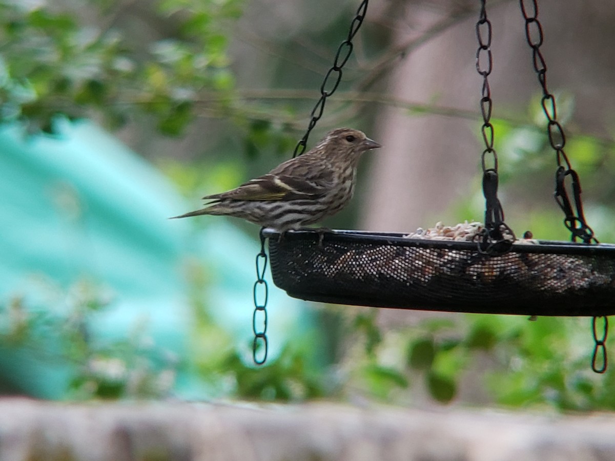 Pine Siskin - Michelle Spacek