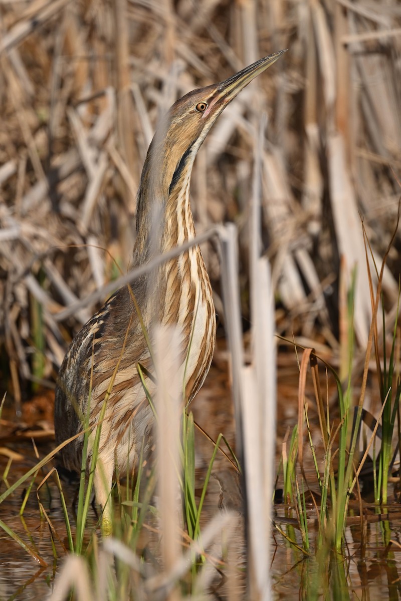 American Bittern - ML618456580