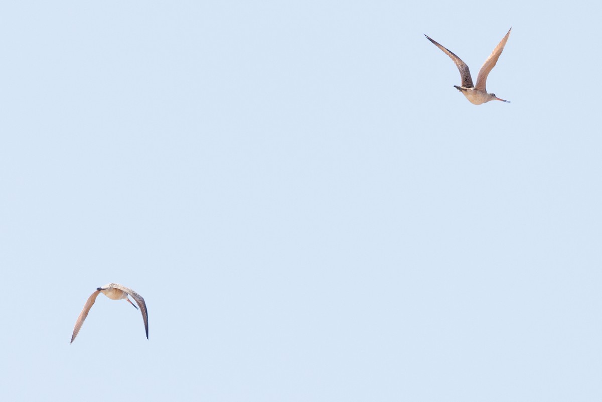 Marbled Godwit - ML618456585