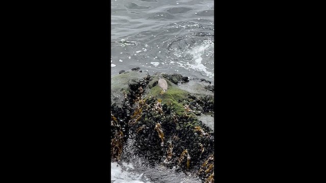 Wandering Tattler - ML618456624