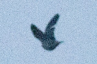 pigeon/dove sp. - ML618456641