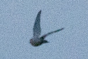 pigeon/dove sp. - ML618456644