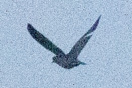 pigeon/dove sp. - ML618456646