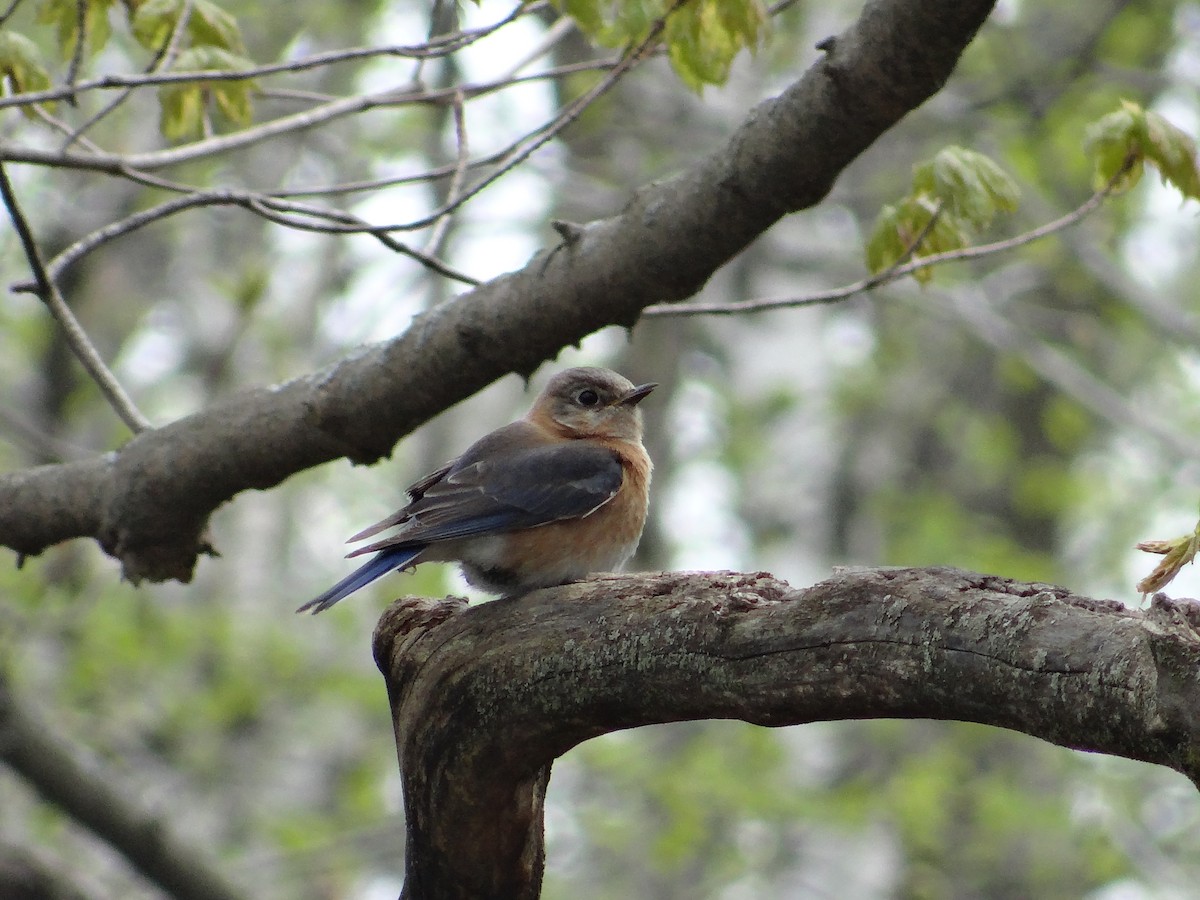 Eastern Bluebird - ML618456669