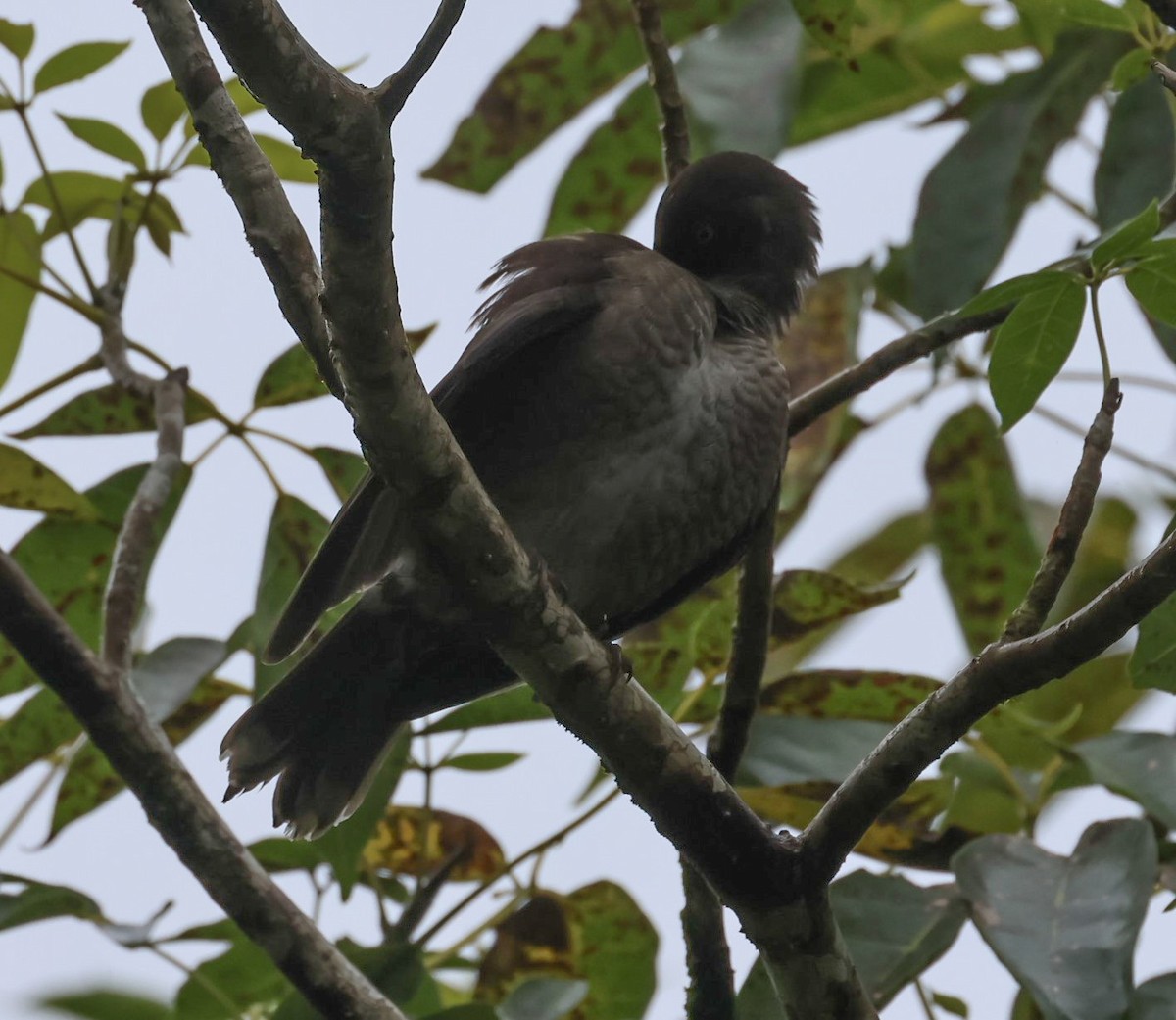 Scaly-breasted Thrasher - ML618456708