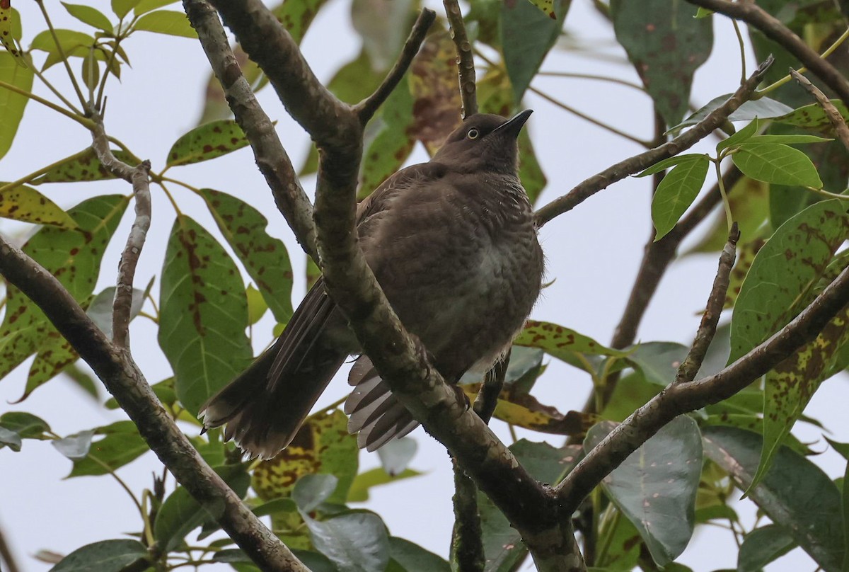 Scaly-breasted Thrasher - ML618456710