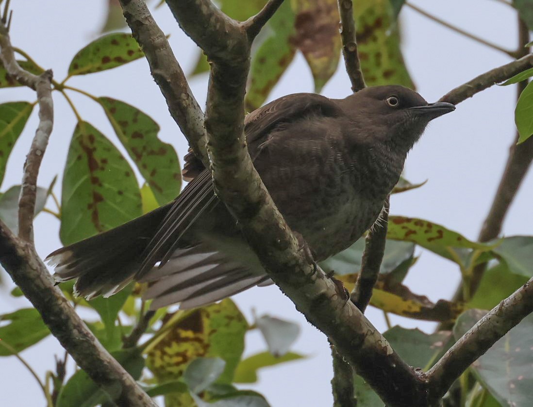 Scaly-breasted Thrasher - ML618456711