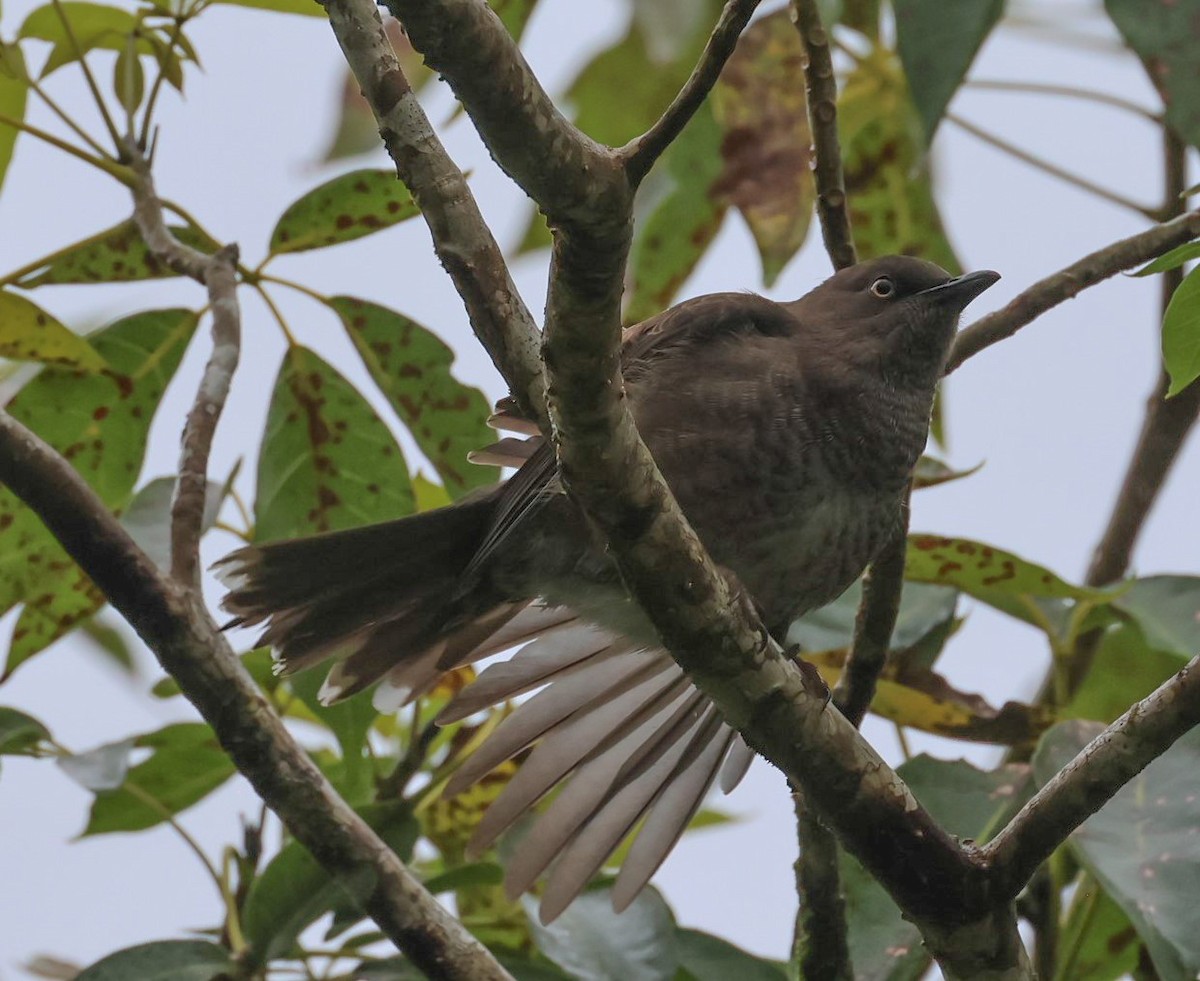 Scaly-breasted Thrasher - ML618456712