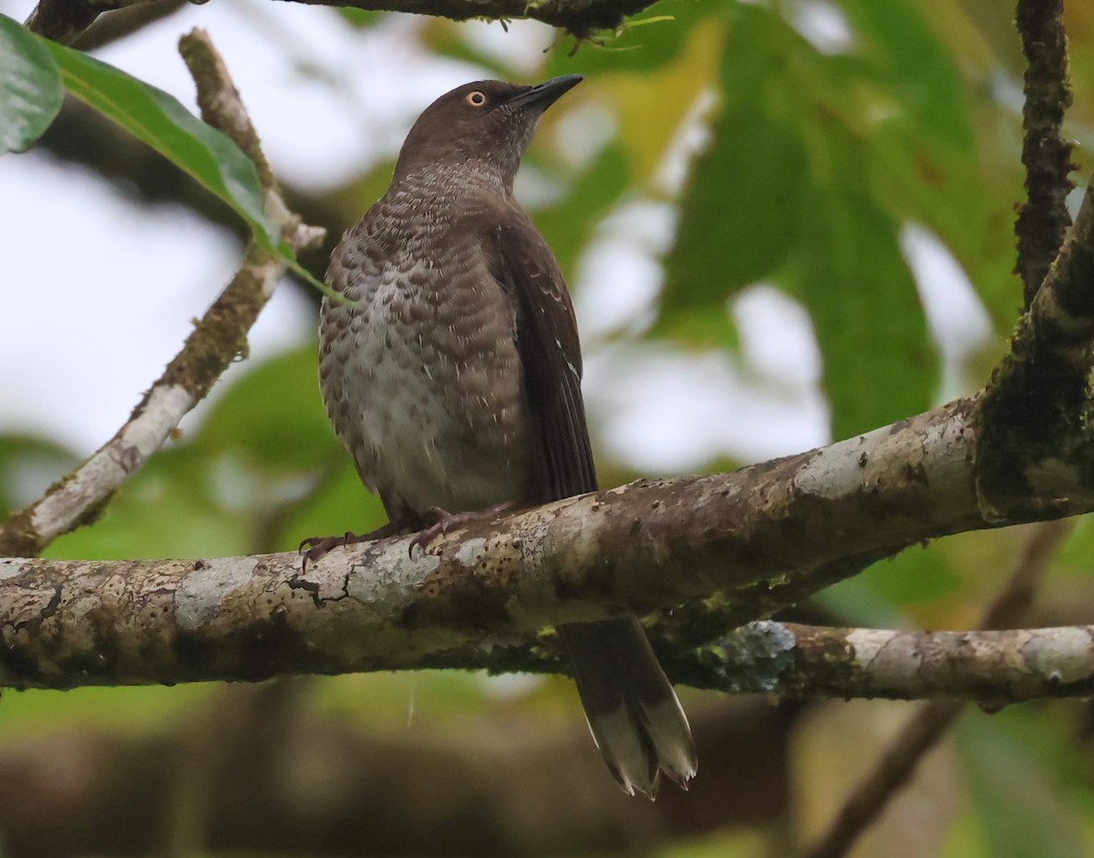 Scaly-breasted Thrasher - ML618456713